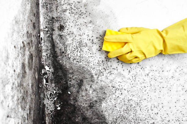 Best Basement Mold Removal  in Fenton, MI